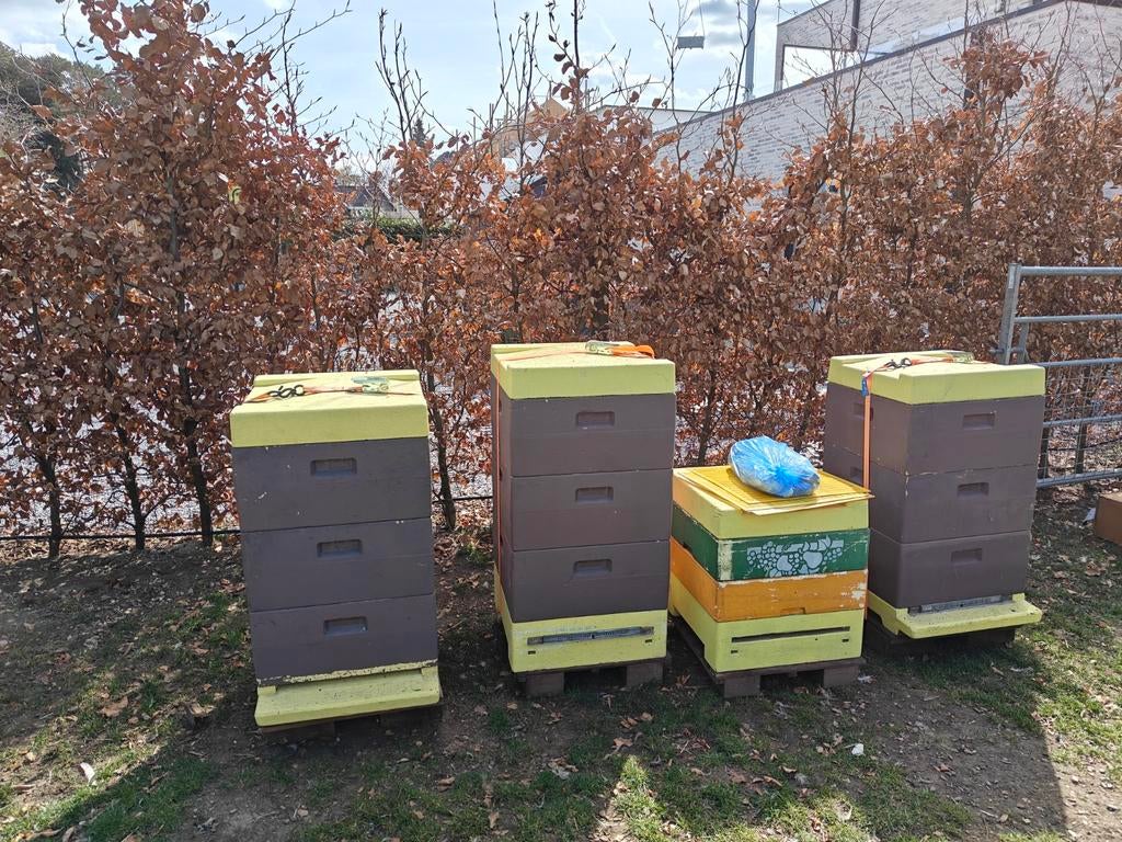 Segeberger bijen materiaal te koop, Dieren en Toebehoren, Bijen