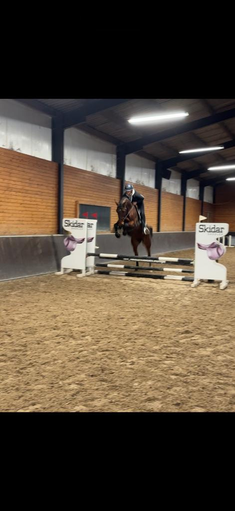 MOET WEG 8 jr springpaard, Animaux & Accessoires, B, Avec pedigree, Cheval de saut, Jument