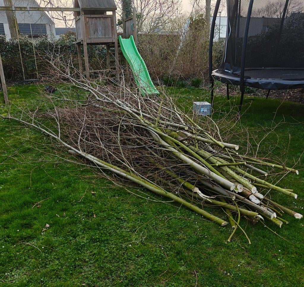 Snoeihout wilg, Ophalen