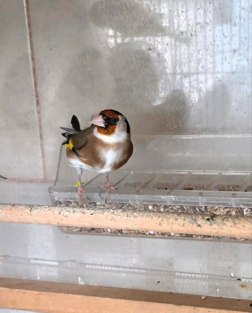 Échangez une élégante femelle chardonneret avec un mâle, Animaux & Accessoires, Oiseaux | Oiseaux Autre, Femelle