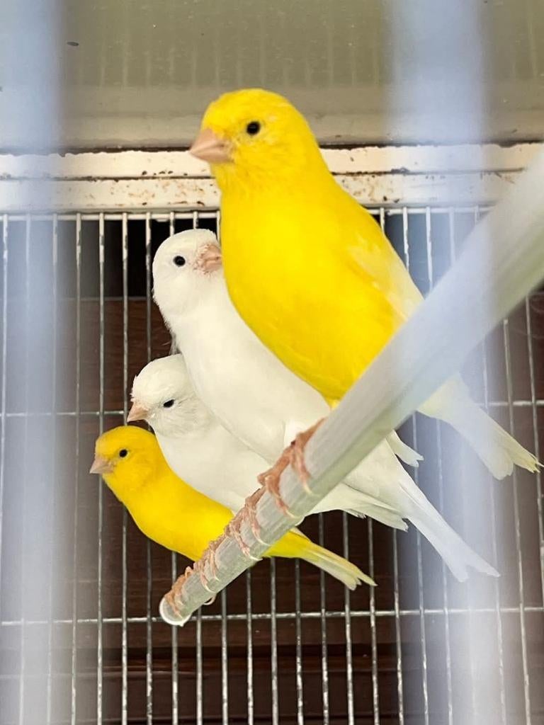 Mooie kanariemans , goede zangers in kleur !!!, Dieren en Toebehoren