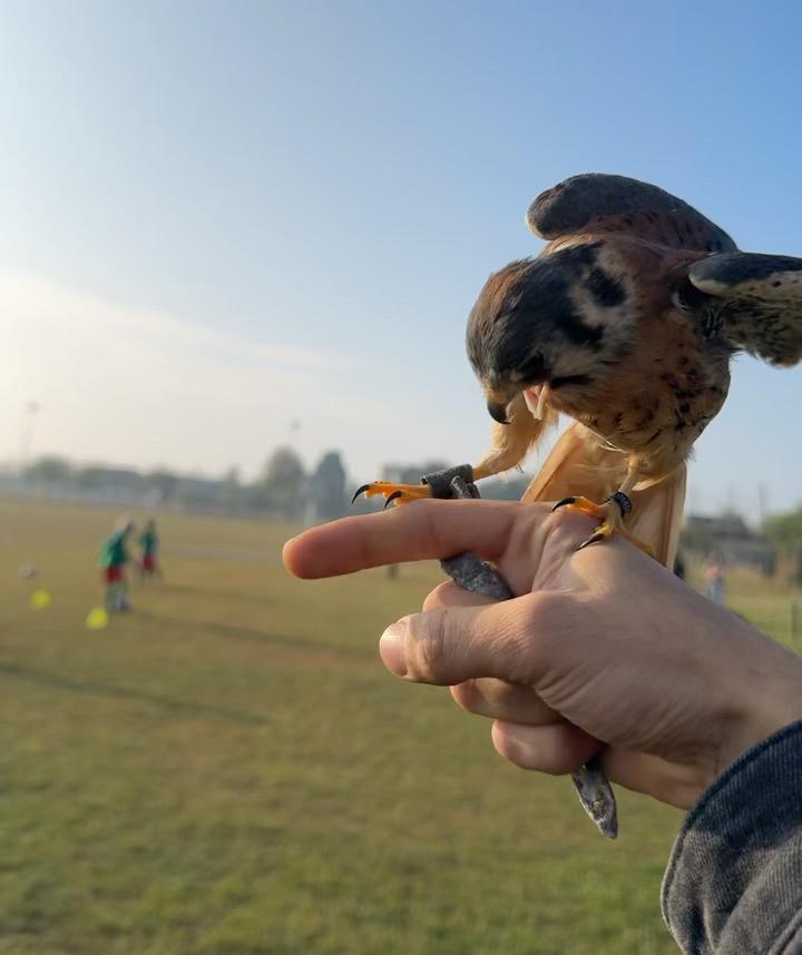 American Valk, Dieren en Toebehoren, Vogels | Overige Vogels, Tam