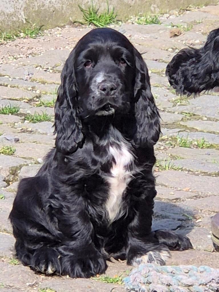 Engelse Cockerpup, Parvo, België, Fokker | Hobbymatig, Reu