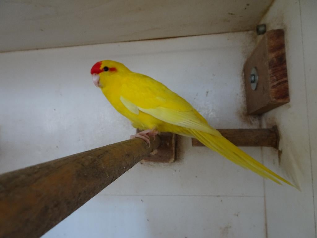 kakariki's, Plusieurs animaux, Perruche