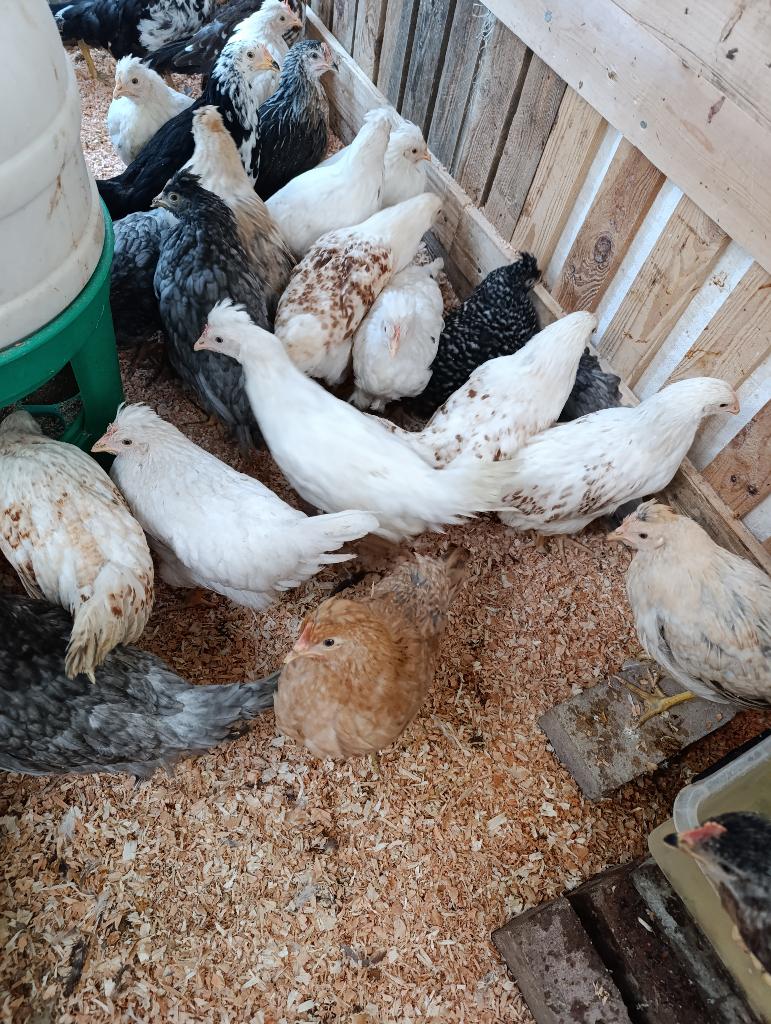 pondeurs colorants | marans & legbar 3 mois 0499/082381, Femelle, Poule ou poulet