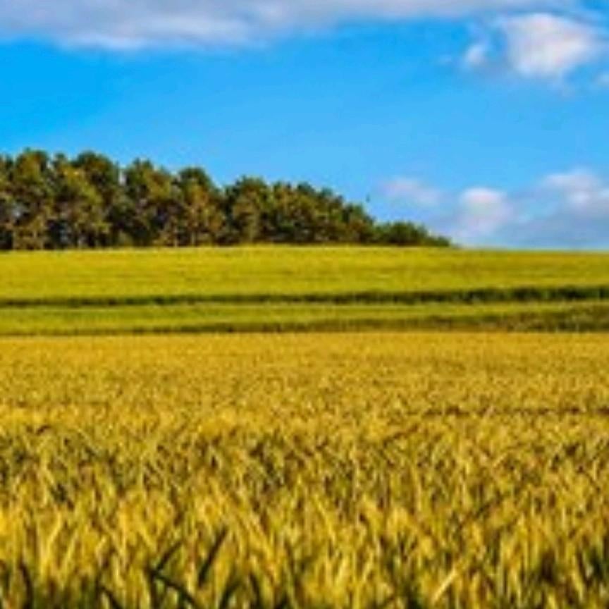 Betalingsrechten, Dieren en Toebehoren, Runderen