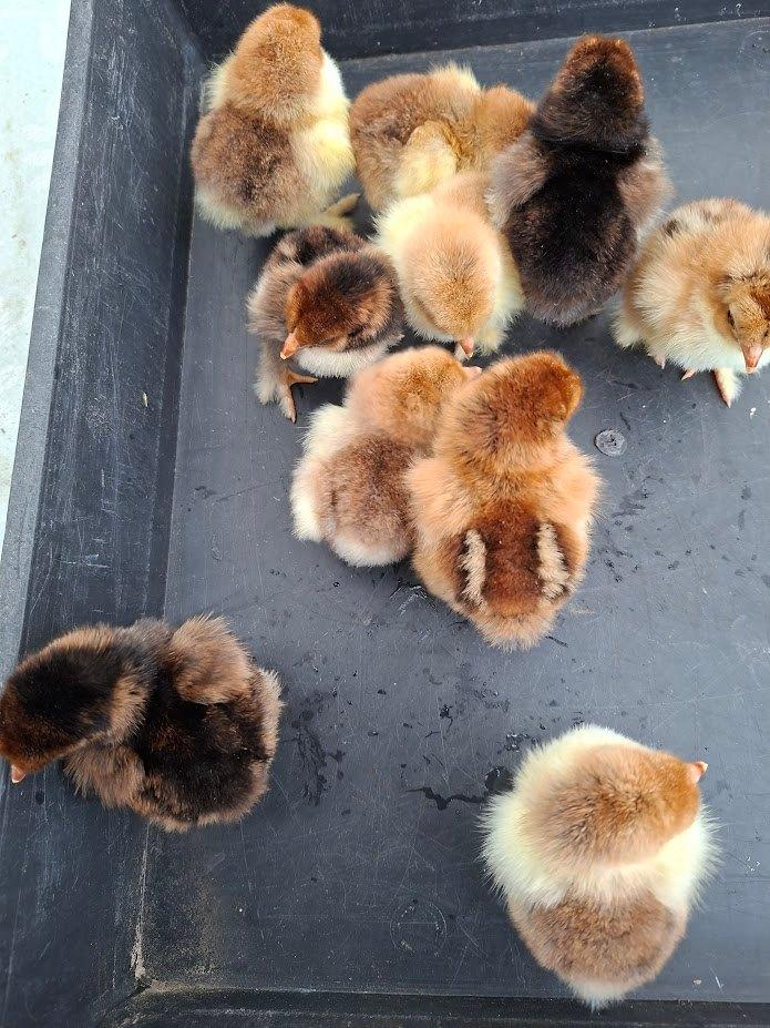 poussins de tétras en porcelaine Brahma, Animaux & Accessoires, Sexe inconnu, Poule ou poulet