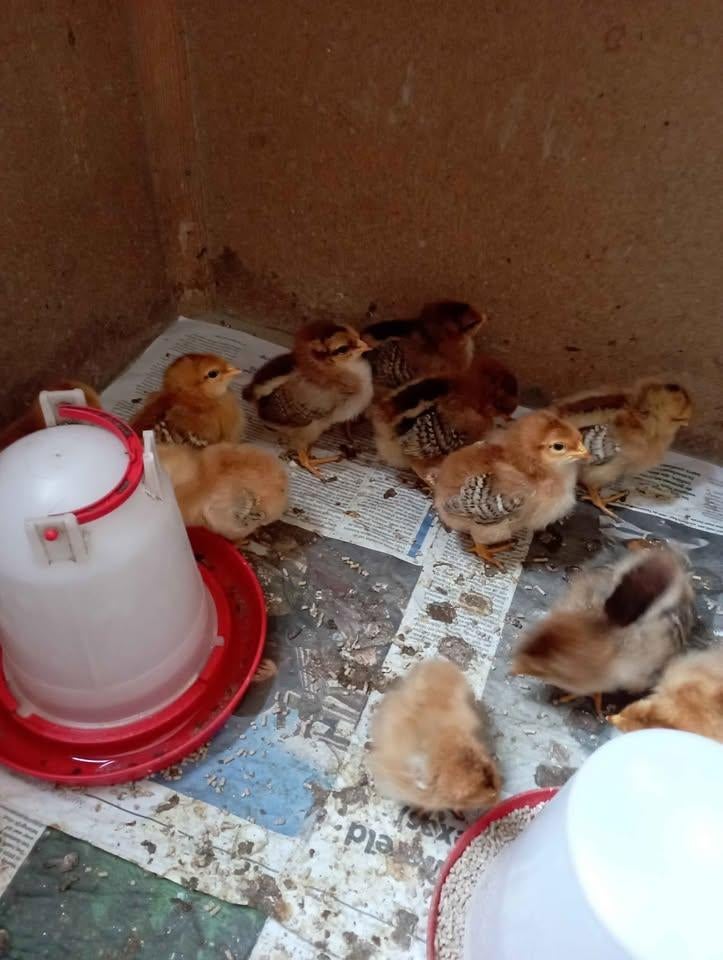 kuikens legkip te koop, Sexe inconnu, Poule ou poulet