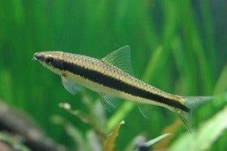 Aquarium vis algen eter, Enlèvement