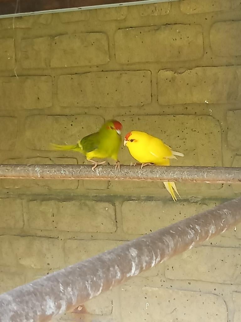 2 kakarikies poppen, Animaux & Accessoires