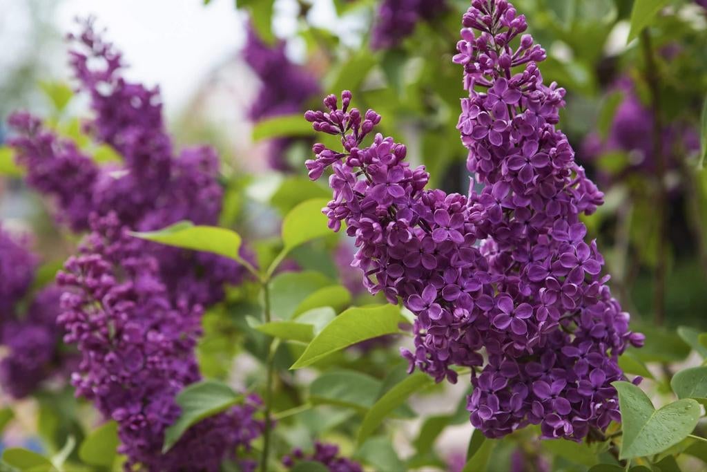 Seringen, Ophalen, Overige soorten, Struik, 100 tot 250 cm