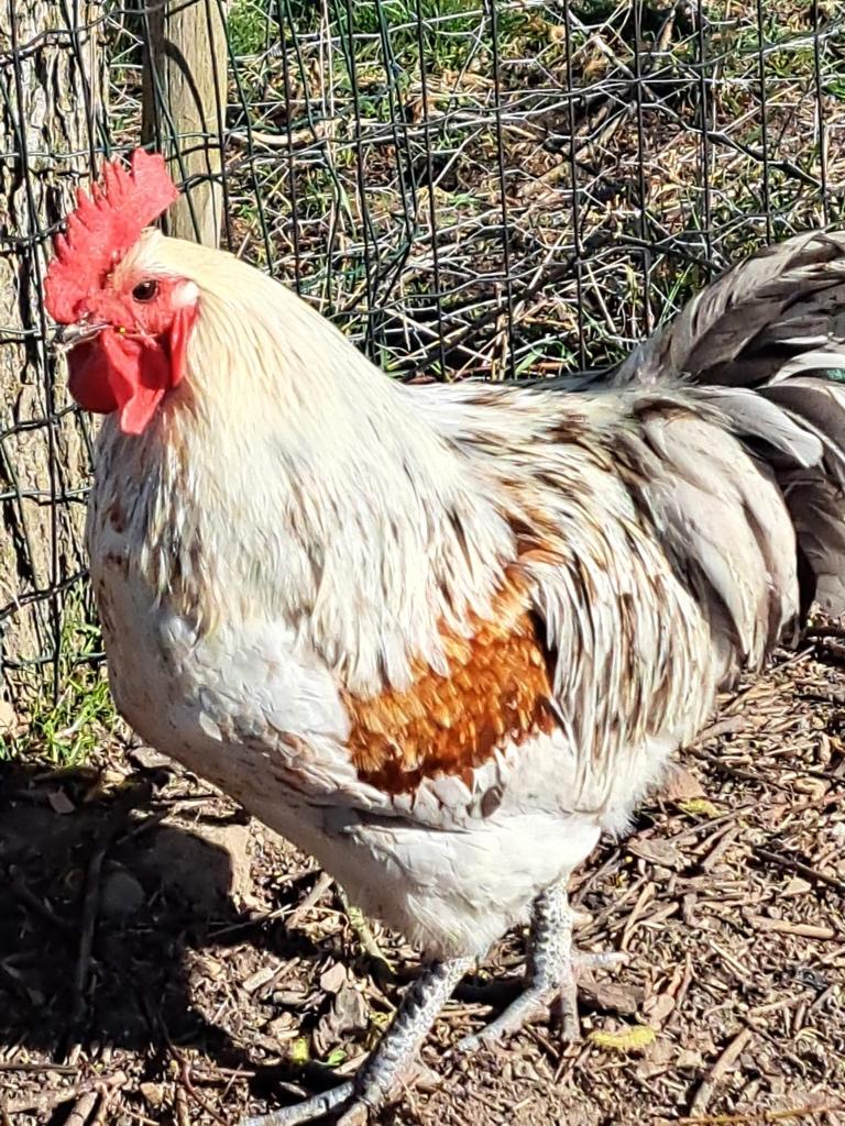 Knappe rustige haan, Dieren en Toebehoren, Overige Dieren, Mannelijk, Mei