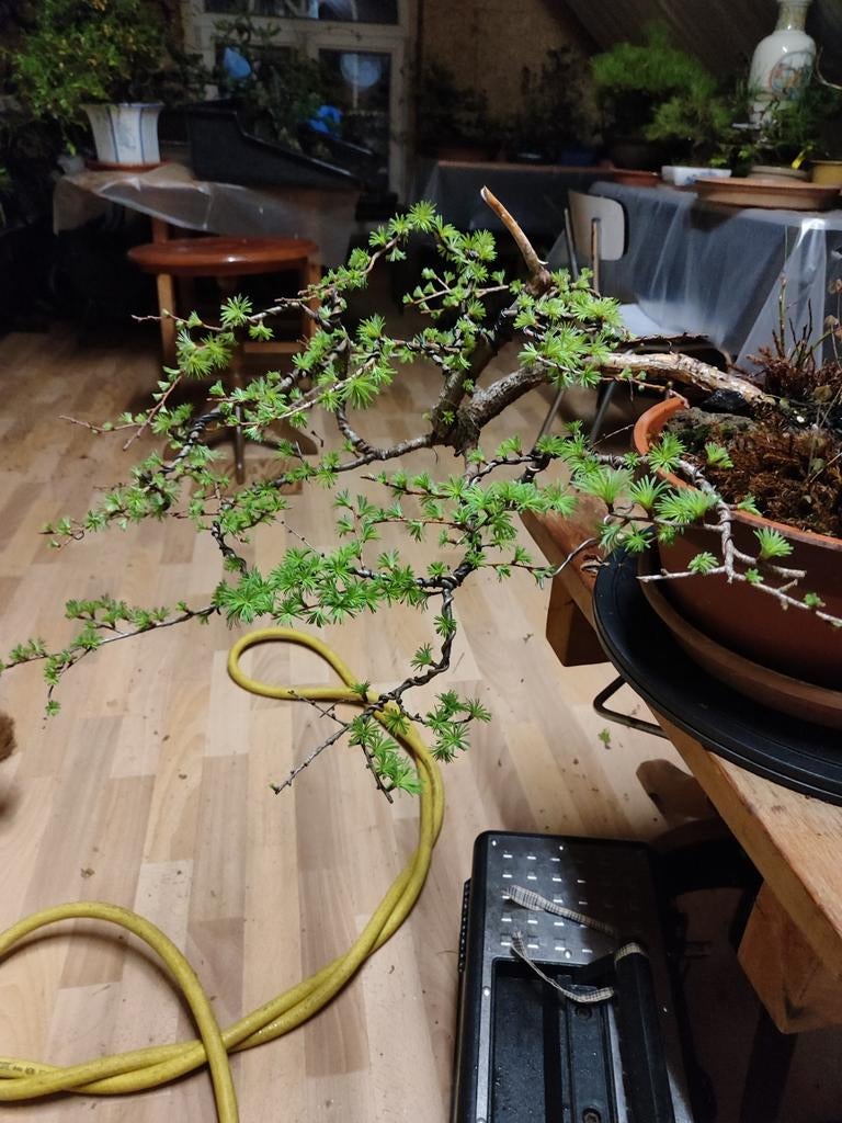 Mooie start plant bonsai larix, Ophalen, Zomer, Vaste plant, Overige soorten