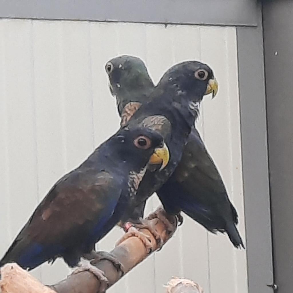 1-0 Pionus bronsvleugel-papegaai (Chalcopterus) en een..., Dieren en Toebehoren, Mannelijk, Papegaai, Geringd