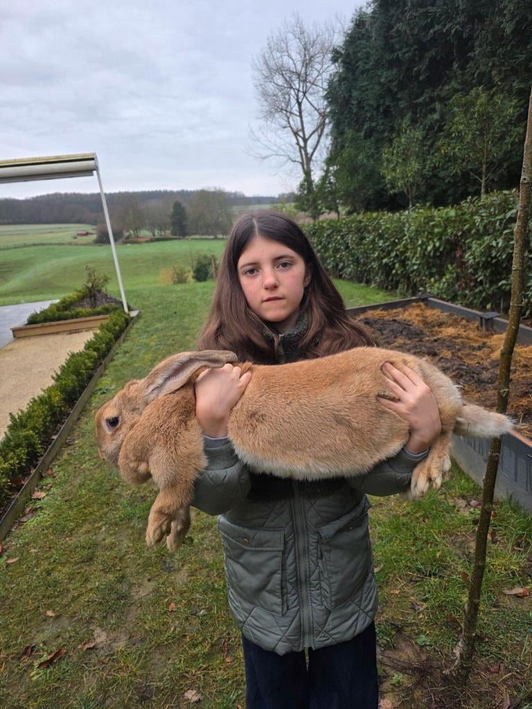 Raszuivere Vlaamse reus. Gevacineerd en ouders aanwezig, Dieren en Toebehoren