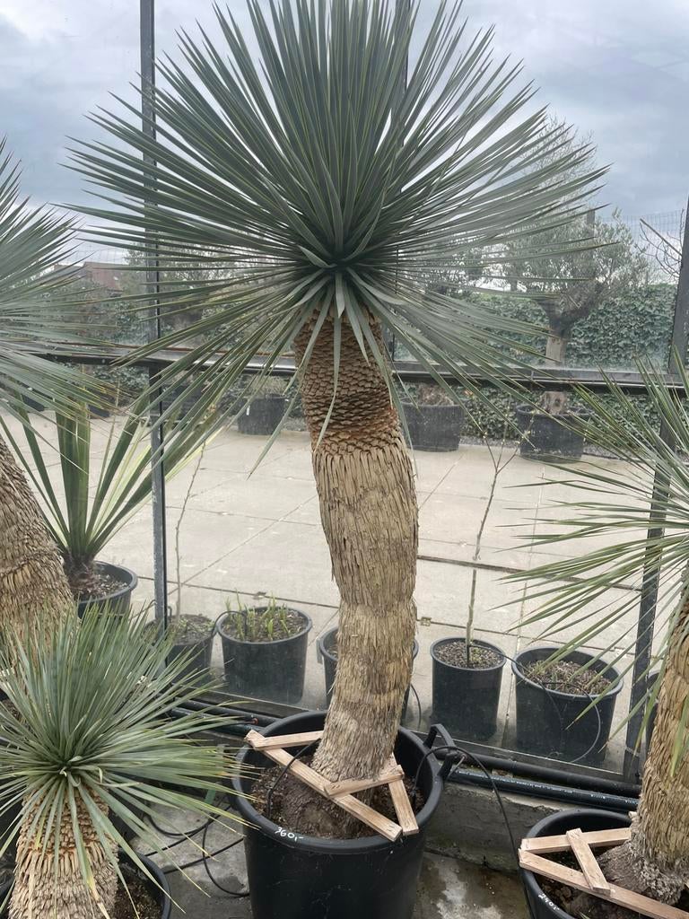 Yucca Rostrata, Lente, 100 tot 250 cm, Palmboom, Ophalen