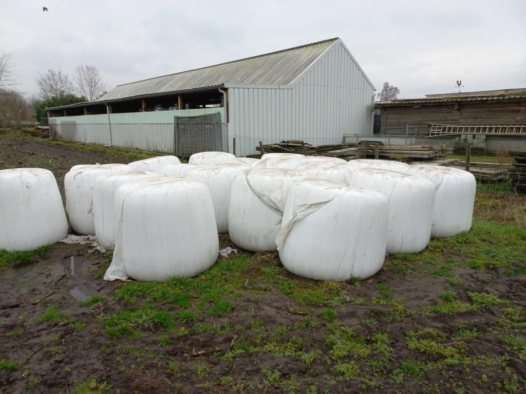 Grote mais balen, Dieren en Toebehoren, Ophalen