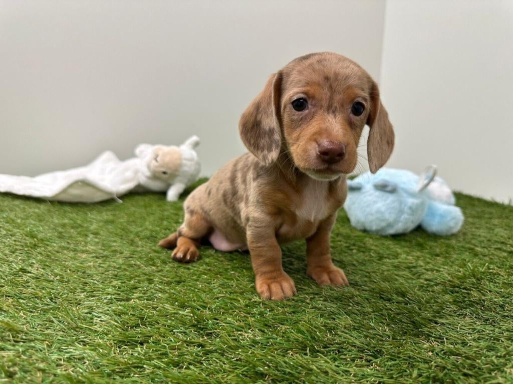 Nestje Gladharige Dwergteckel pups