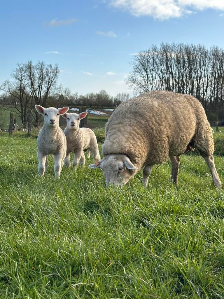 Schaap met 2 lammeren, Dieren en Toebehoren, Schapen, Geiten en Varkens, Schaap