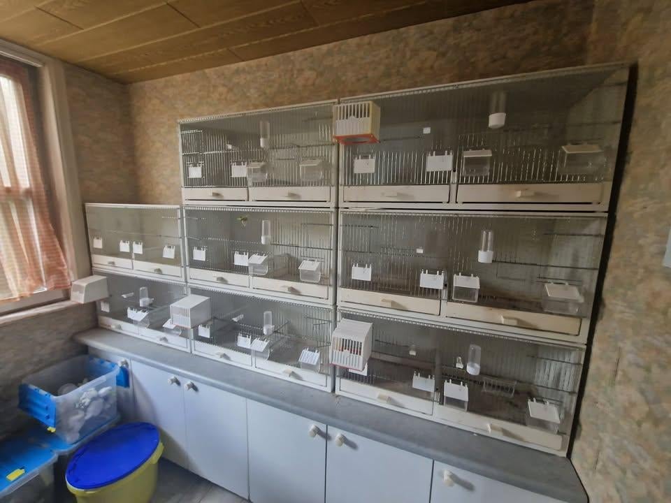 kweekkooi afm 80l x 40h x 30d  50 euro per stuk, Enlèvement, Utilisé