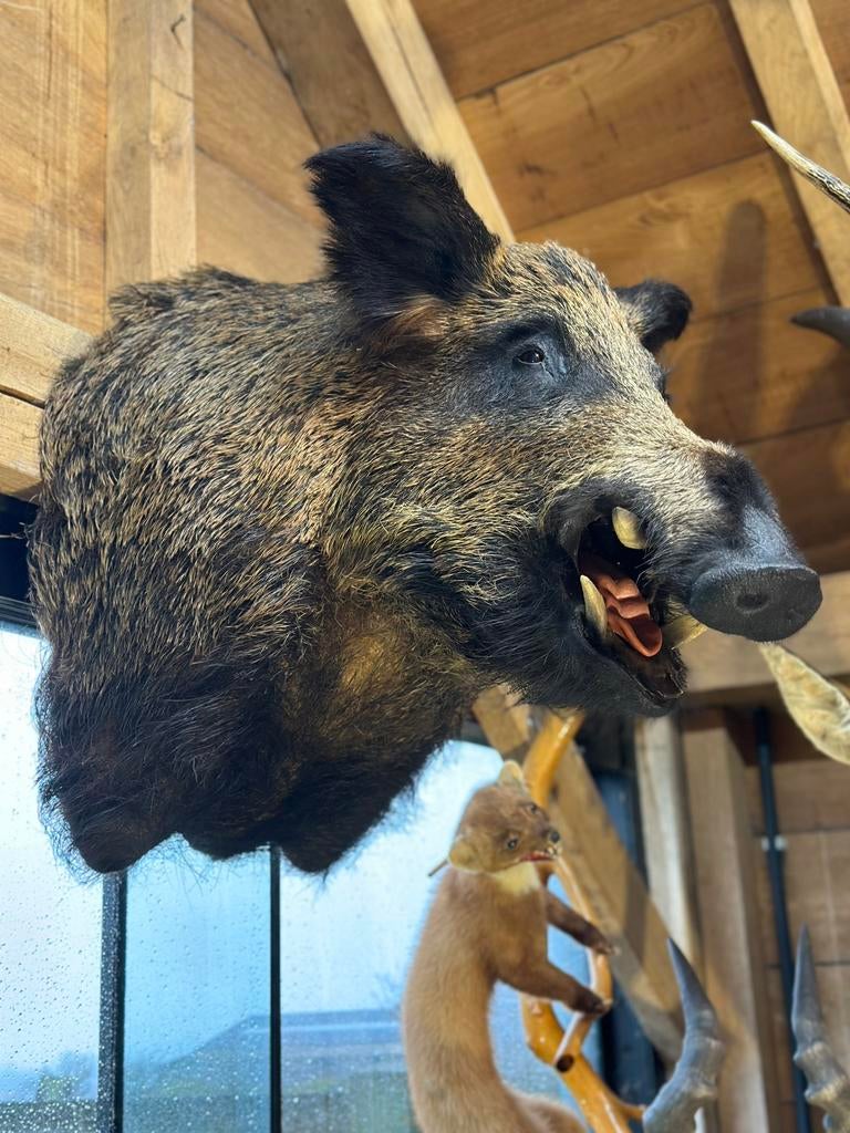 Taxidermie wild everzwijn zeer mooi, Ophalen
