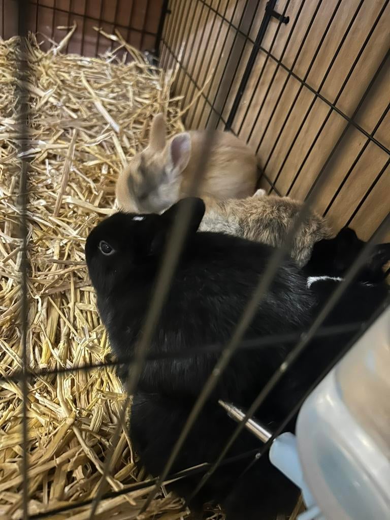 Mama + babykonijntjes, Dieren en Toebehoren, Knaagdieren, Februari, Meerdere dieren, Overige typen, Tam