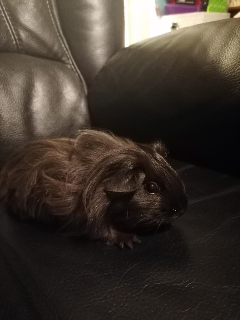 Cornet beertje langharige, Dieren en Toebehoren, Knaagdieren, November, Mannelijk, Cavia