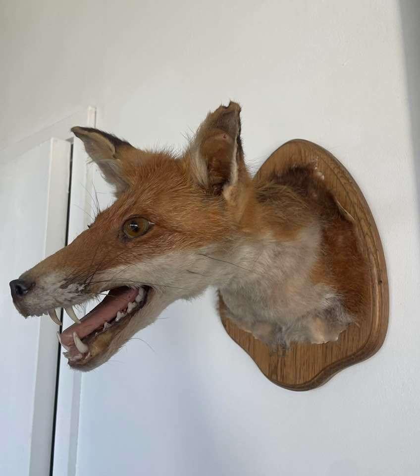 jacht trofee vos taxidermie, Enlèvement ou Envoi, Utilisé, Animal sauvage, Bois ou Tête
