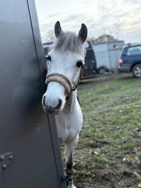 C pony, Dieren en Toebehoren, Pony's, Niet van toepassing, Springpony, C pony (1.27m tot 1.37m), 7 tot 10 jaar