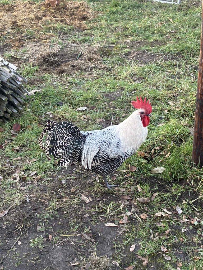 Hanen, Mâle, Poule ou poulet