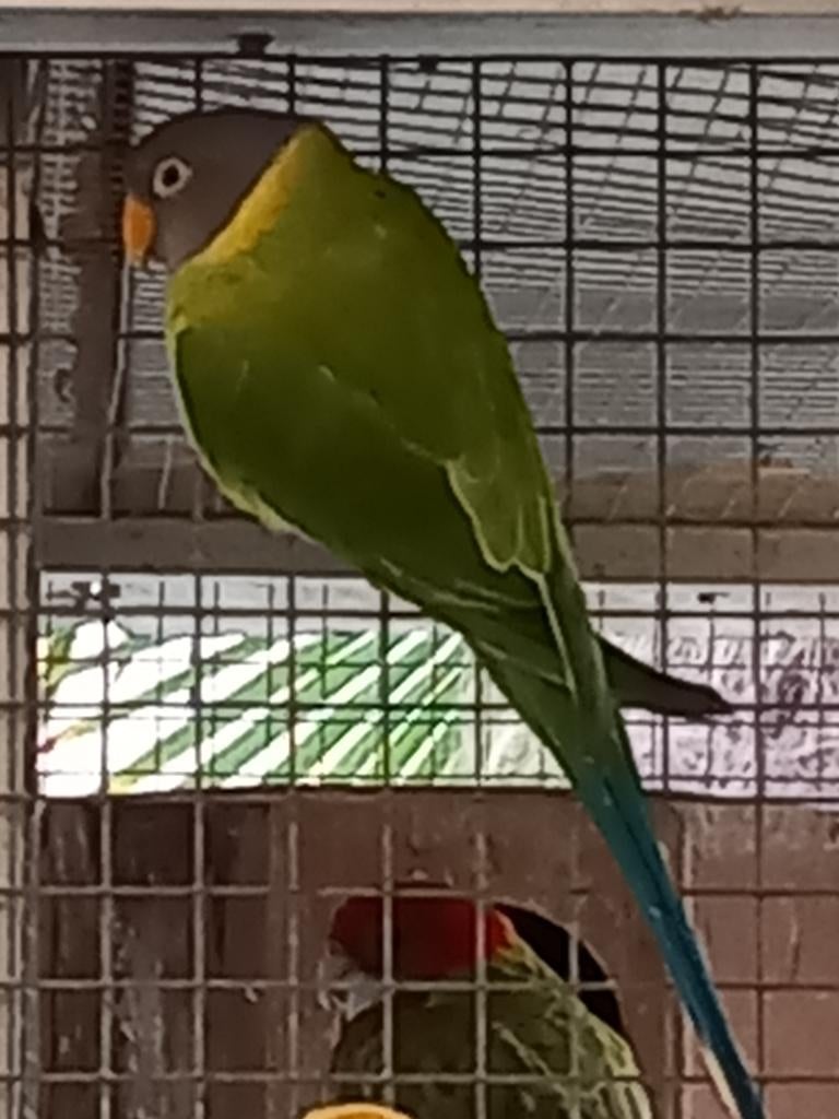 Pruimkop parkieten, Dieren en Toebehoren, Parkiet, Geringd