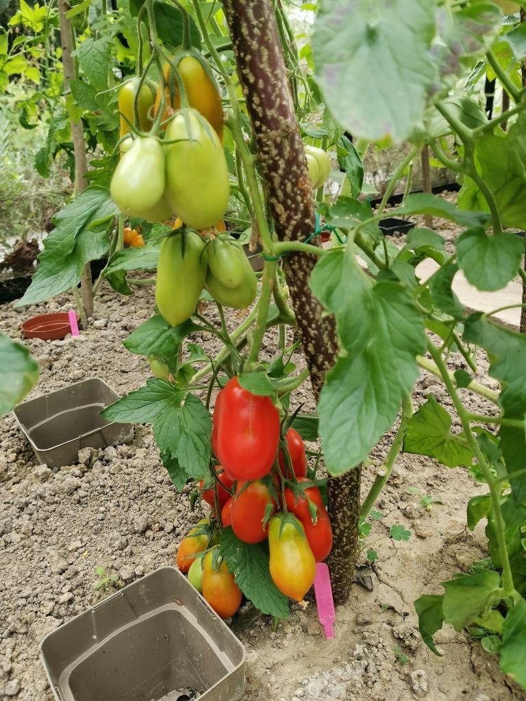 lage Italiaanse San Marzano tomaat voor passata - 5 zaden, Verzenden, Voorjaar, Zaad