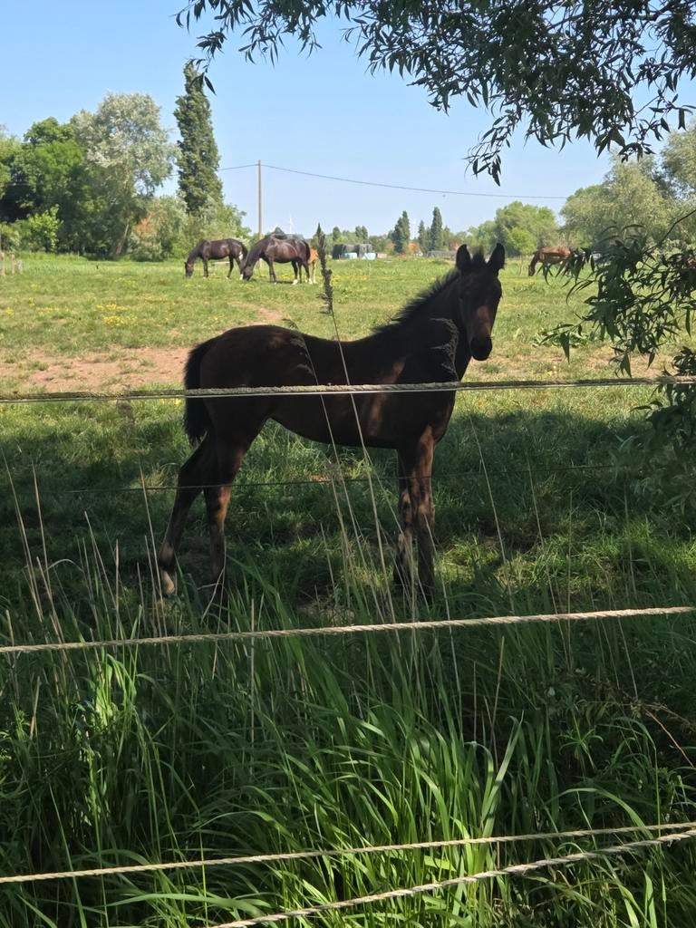 Merrie veulen paard, Dieren en Toebehoren, Paarden, Merrie, Minder dan 160 cm, Dressuurpaard, 0 tot 2 jaar