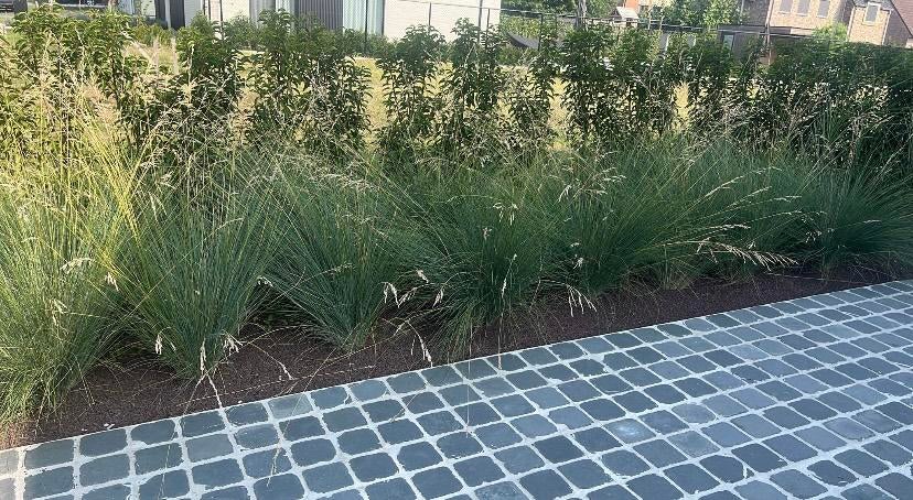 Poa 'Labillardieri'. Siergras