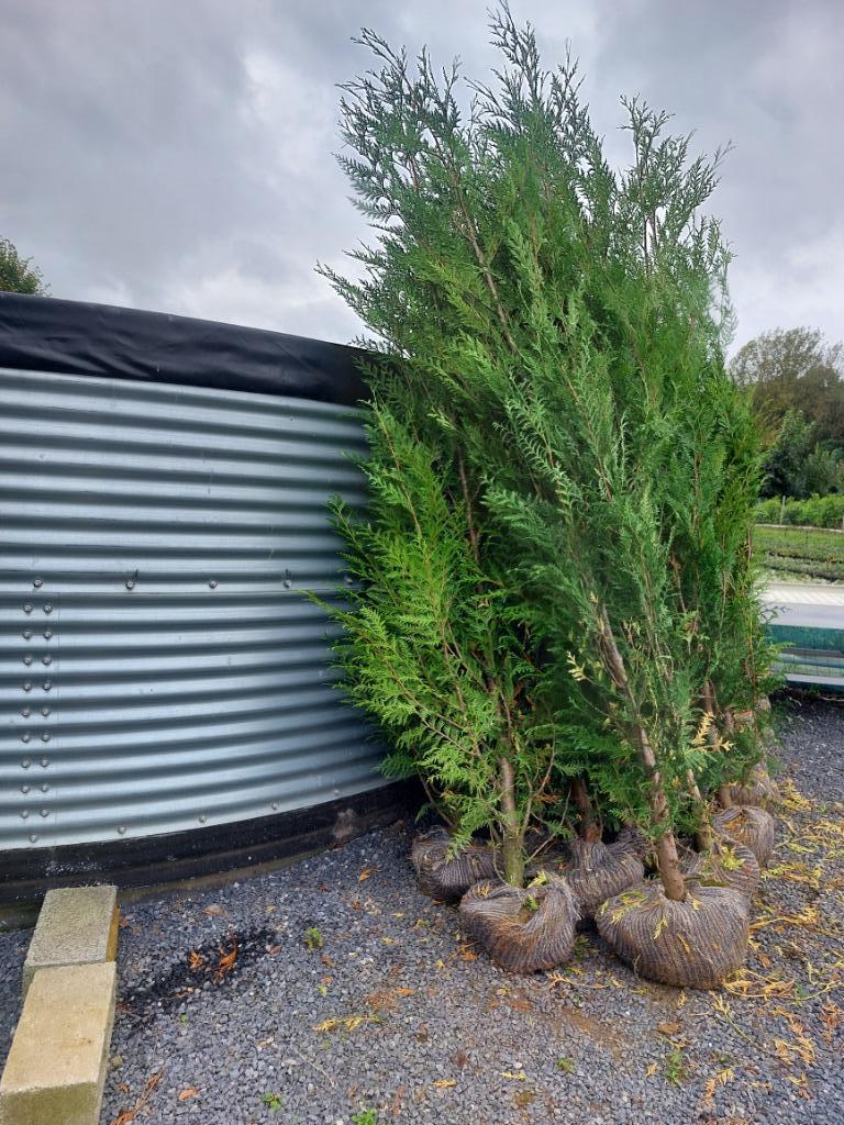 Haagspar/conifeer: thuja plicata ´Atrovirens, Ophalen, Conifeer, Haag, 250 cm of meer