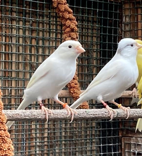 Canari malinois blanc male, Animaux & Accessoires, Mâle, Canari chanteur