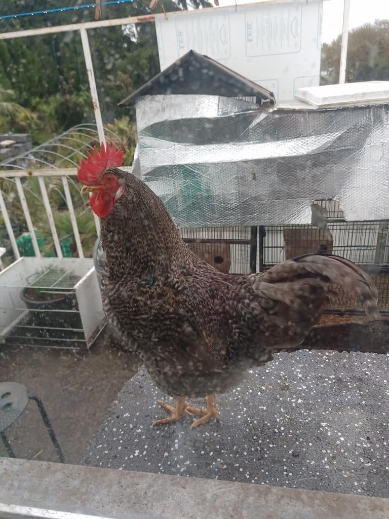 A échanger poules et coques 2026, Animaux & Accessoires, Enlèvement