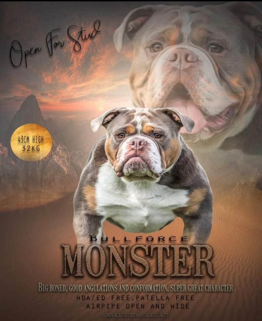 Old English Bulldog dekreu, Chien (mâle), Hépatite contagieuse (maladie de Rubarth), Belgique, Bouledogue