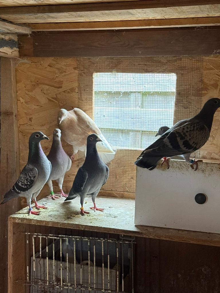 Alle postduiven te koop