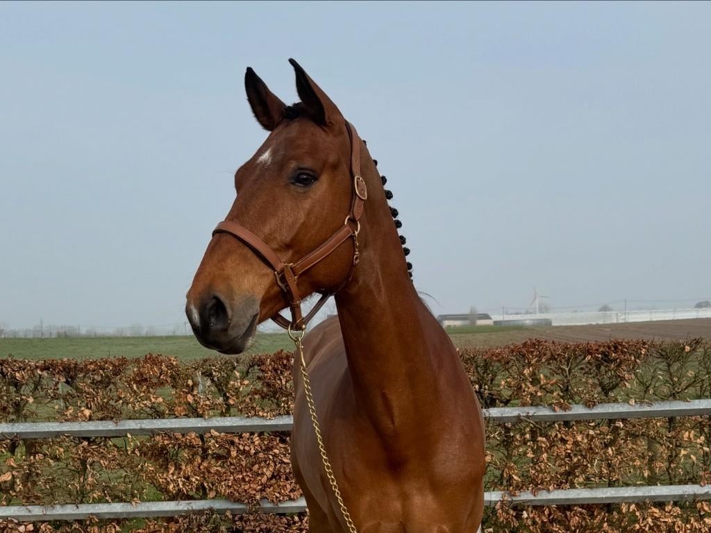 Varisto - Beloftevolle 5 jarige ruin, Animaux & Accessoires, Chevaux, Hongre, B, 170 à 175 cm, 3 à 6 ans, Cheval de saut, Avec pedigree