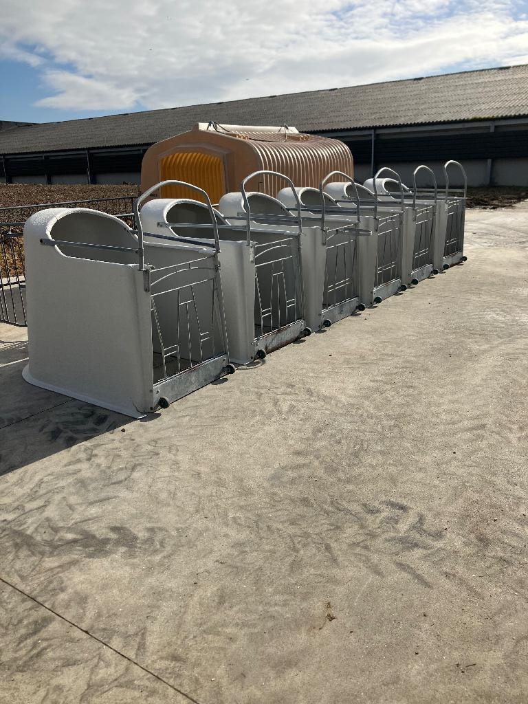 Kalveriglo calf o tel, Dieren en Toebehoren, Runderen