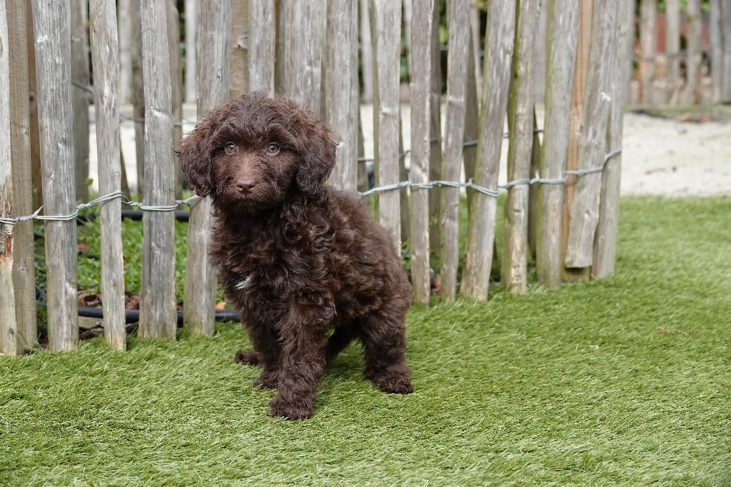Prachtige medium choco Labradoodle pups, geteste ouders, Dieren en Toebehoren, Honden | Retrievers, Spaniëls en Waterhonden, Parvo