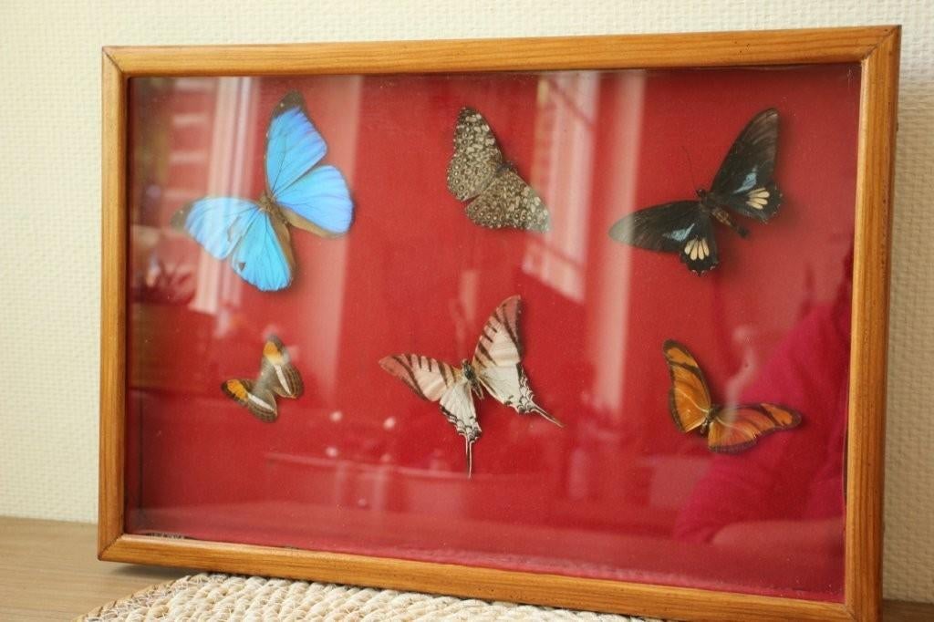 Taxidermie opgezette vlinders, Verzamelen, Ophalen of Verzenden, Gebruikt, Insect, Opgezet dier