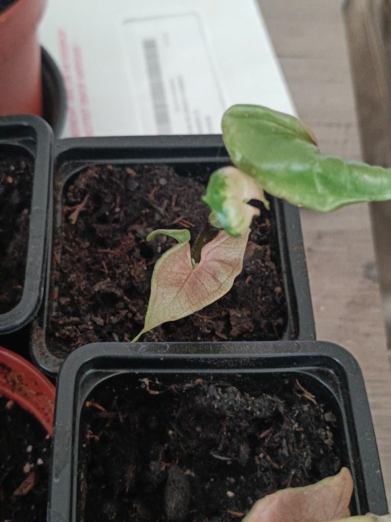 Syngonium podophyllum stekjes, Ophalen