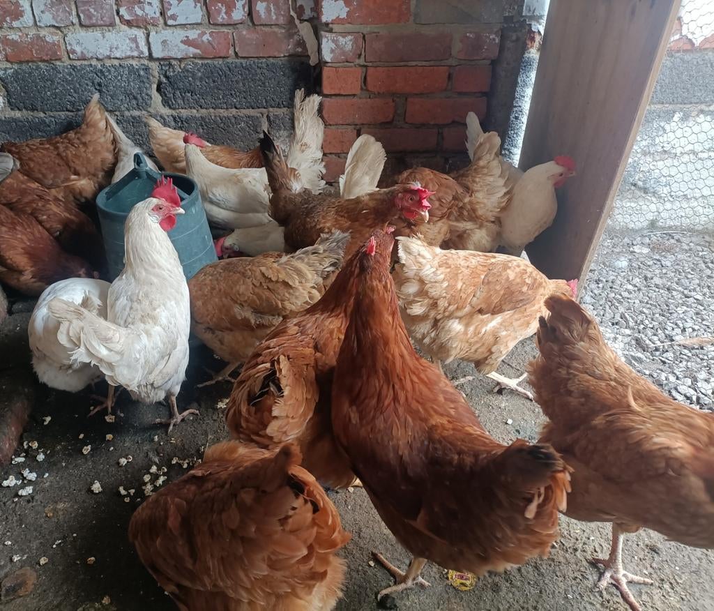 12 euro per stuk Legkippen bruin & wit, Dieren en Toebehoren, Pluimvee