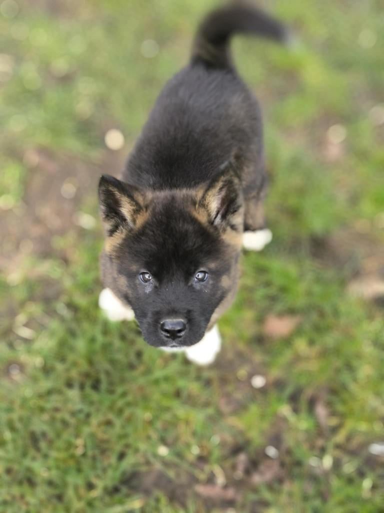 Belgische akita pups!, Parvo, België, Overige rassen, 8 tot 15 weken