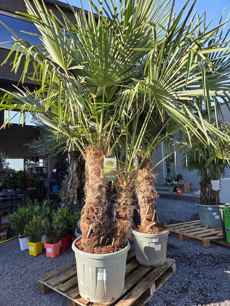 Palmboom Palmboom Trachycarpus Fortunei 2 stam, Tuin en Terras, Ophalen, Halfschaduw, Palmboom