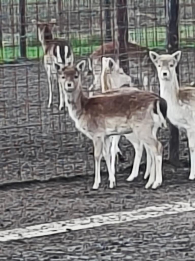Damherten ( Nog enkele stuks beschikbaar )
