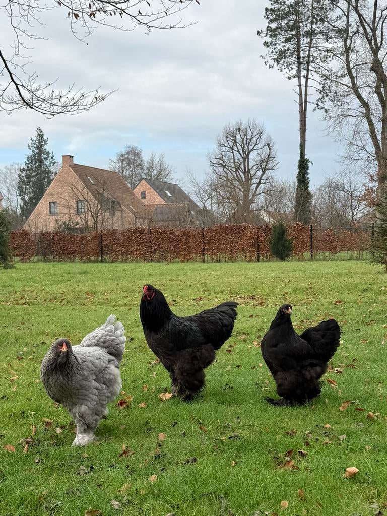 Brahma zwartblauw broedeieren