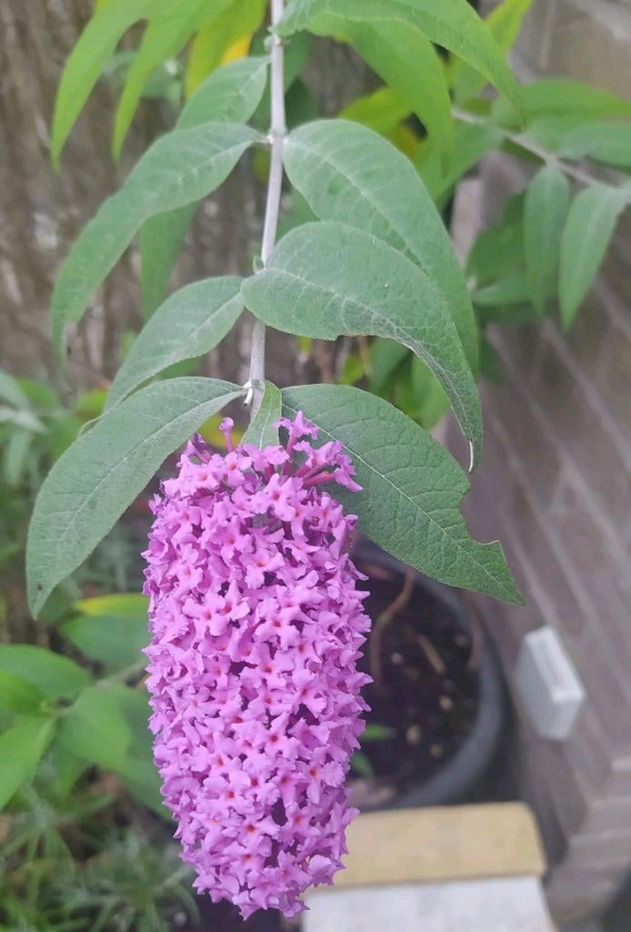 Vlinderstruik die vlinders aantrekt met zijn vele bloemen, Ophalen